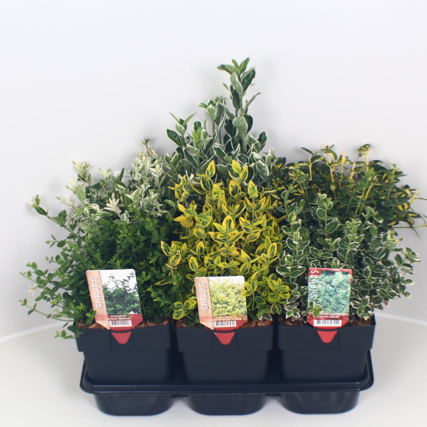 Buitenhuis VOF, Koos Euonymus japonicus mix Pack of 6