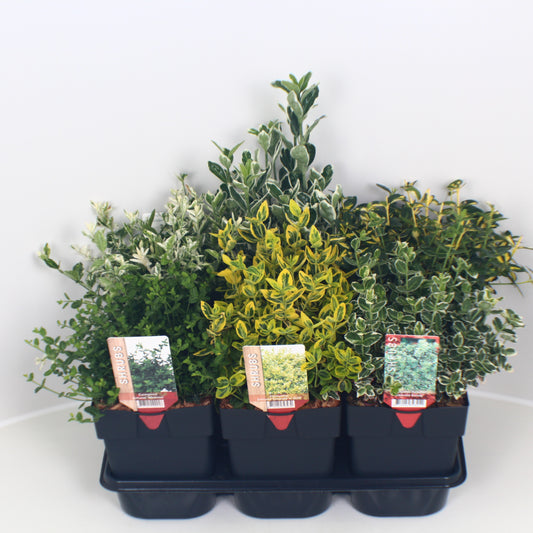 Buitenhuis VOF, Koos Euonymus japonicus mix Pack of 6