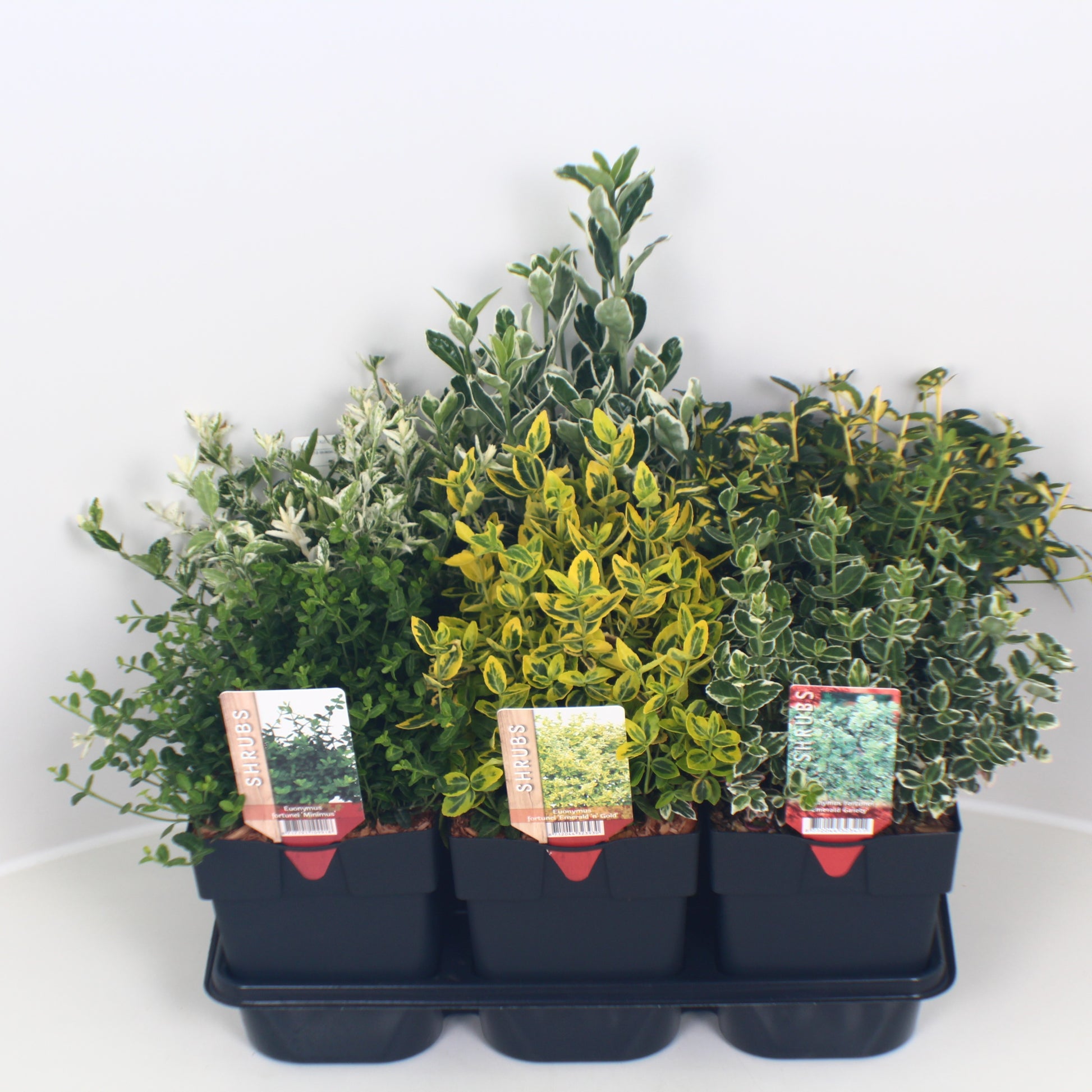 Euonymus japonicus mix 40cm 17cm Pot
