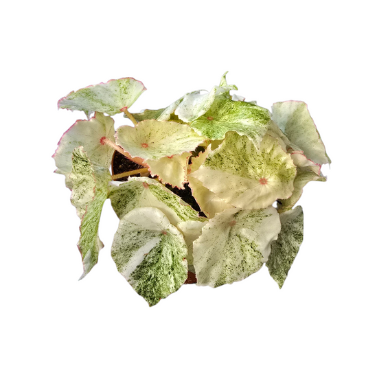 Begonia Rouge Variegated 15cm 12cm Pot