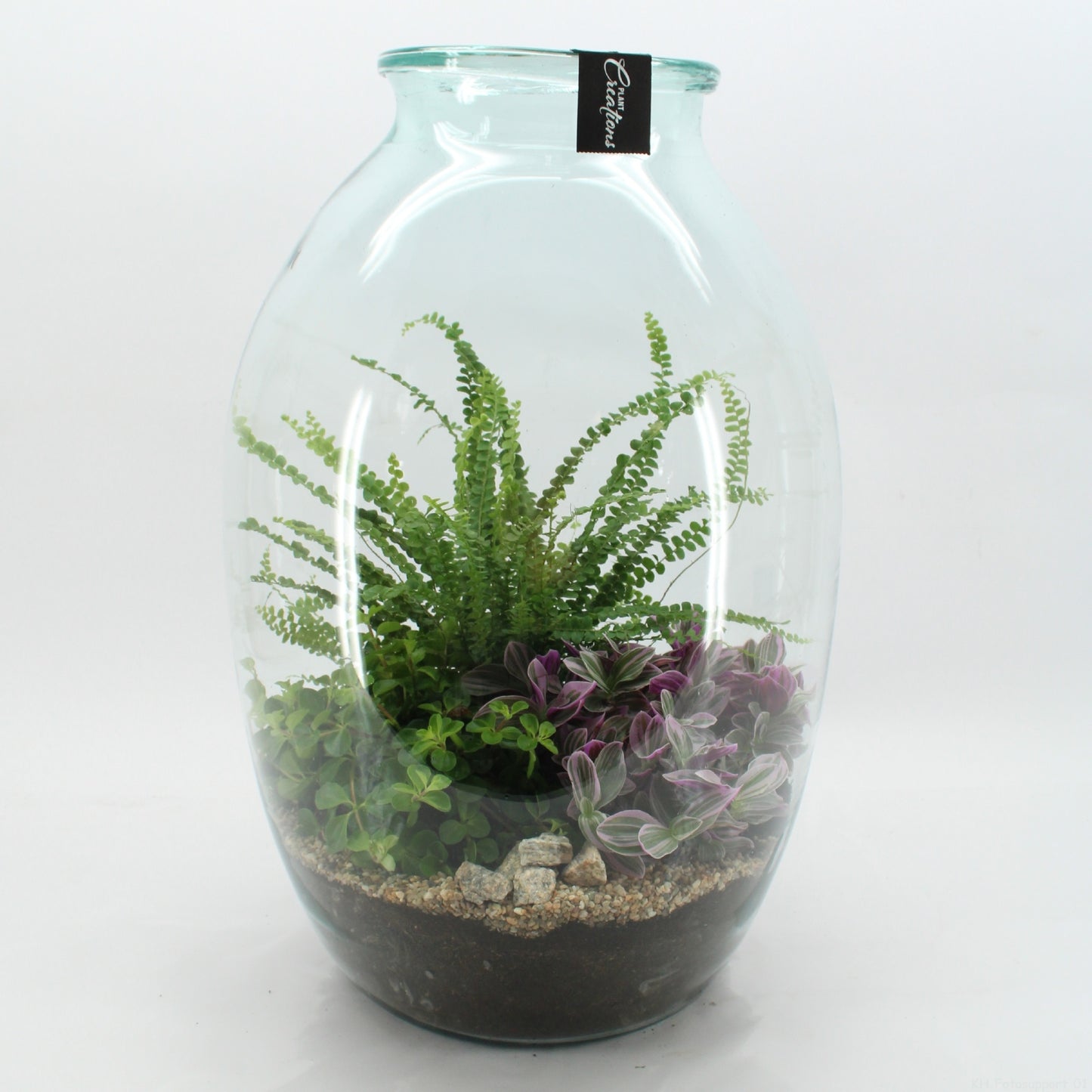 Indoor green arrangement 55cm 36cm Pot