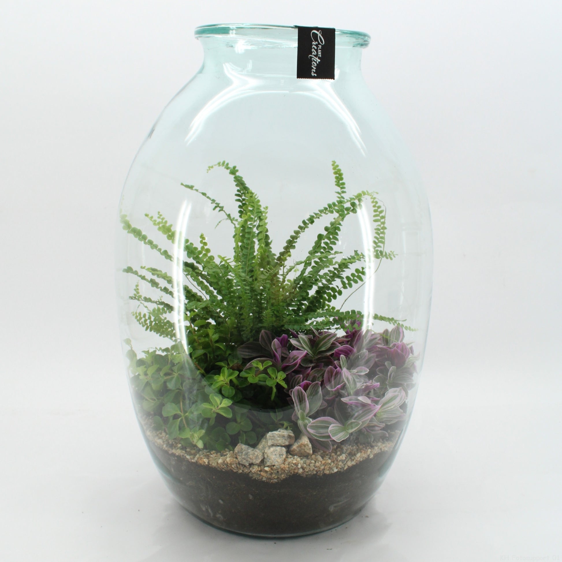 Indoor green arrangement 55cm 36cm Pot