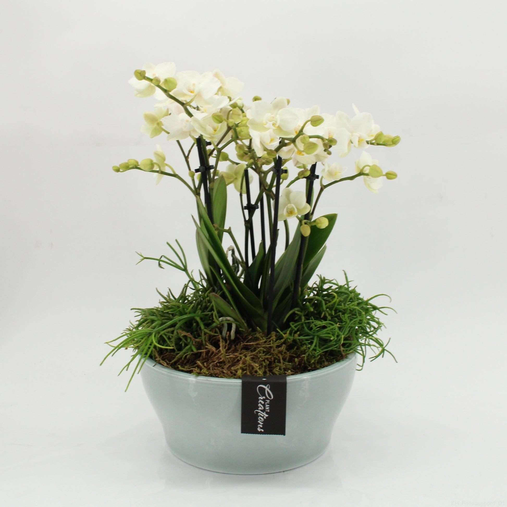 PHAL-2628W Phalaenopsis creatie 45cm 22cm Pot