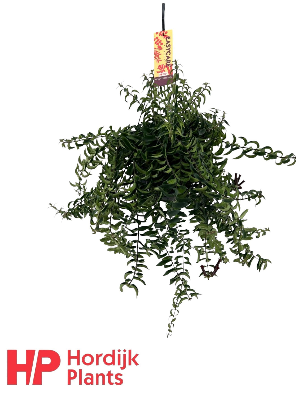 Aeschynanthus Twister Hanging Basket 45cm 15cm Pot
