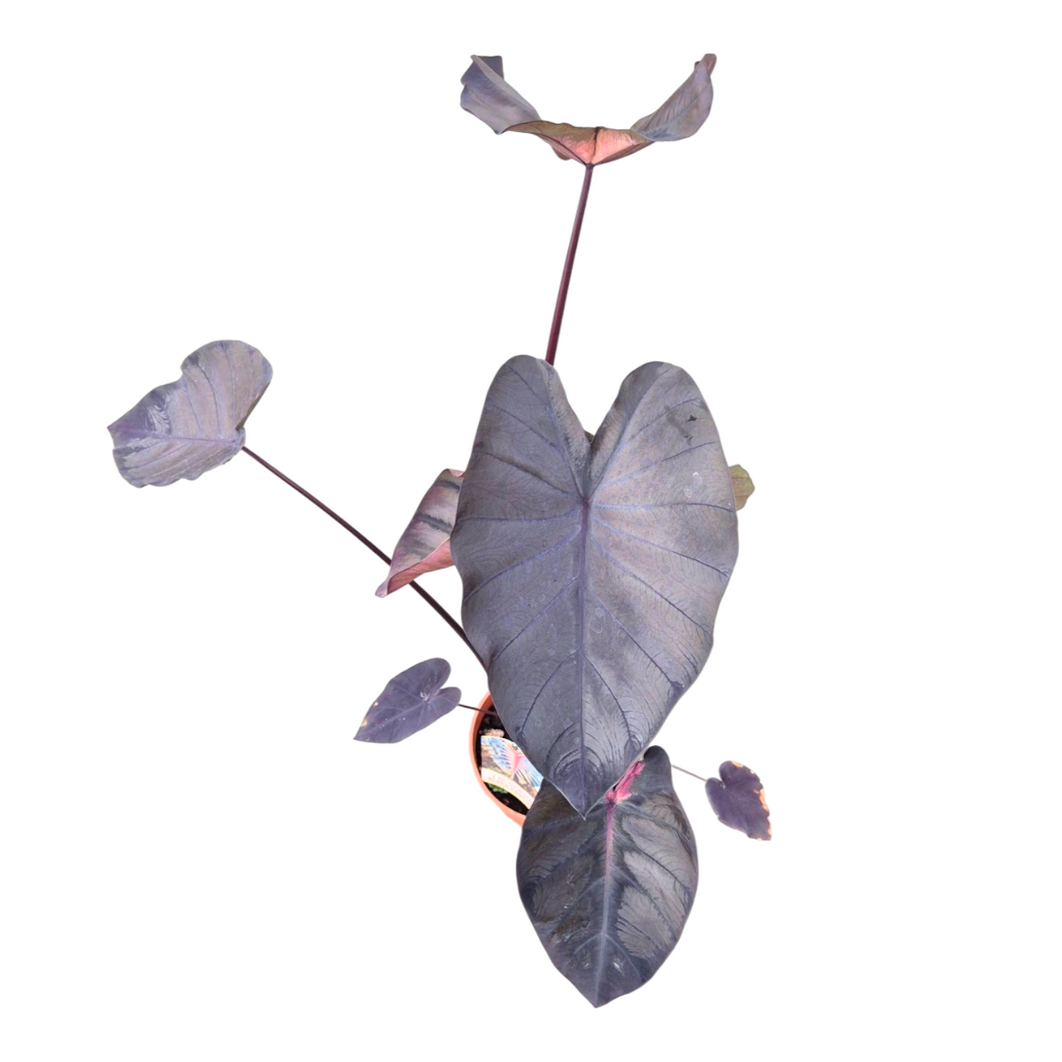 Colocasia Pharaohs Mask 80cm 17cm Pot