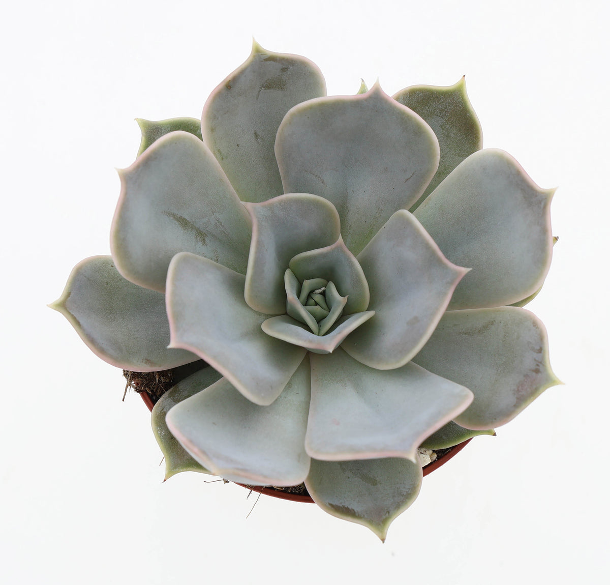 Echeveria Lilacina 10cm 8.5cm Pot