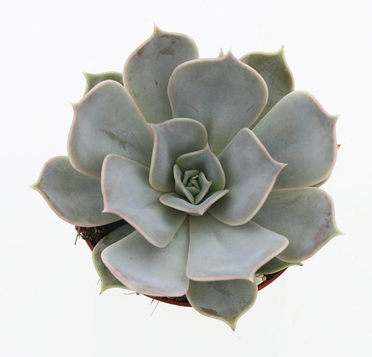 Echeveria Lilacina 10cm 8.5cm Pot