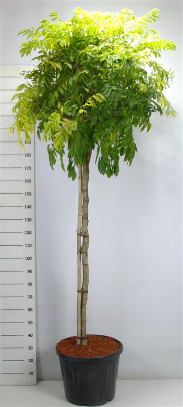 Wisteria Hybrid mix 250cm 58cm Pot