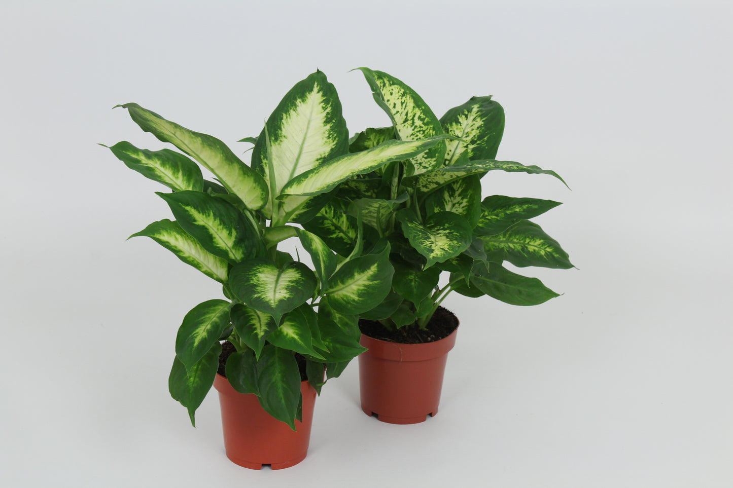 Dieffenbachia mix 40cm 12cm Pot
