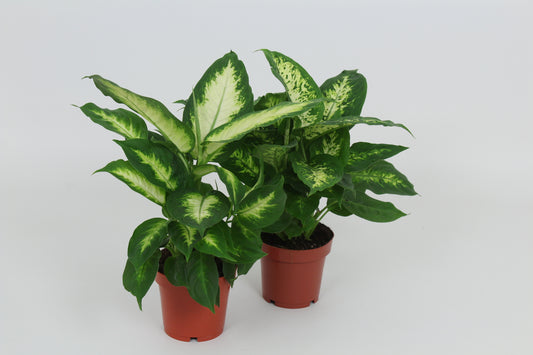 Dieffenbachia mix 40cm 12cm Pot
