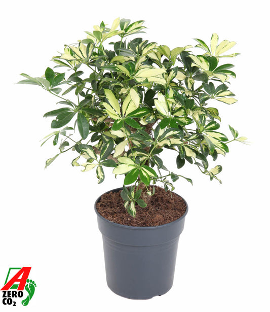Schefflera Trinette 60cm 21cm Pot