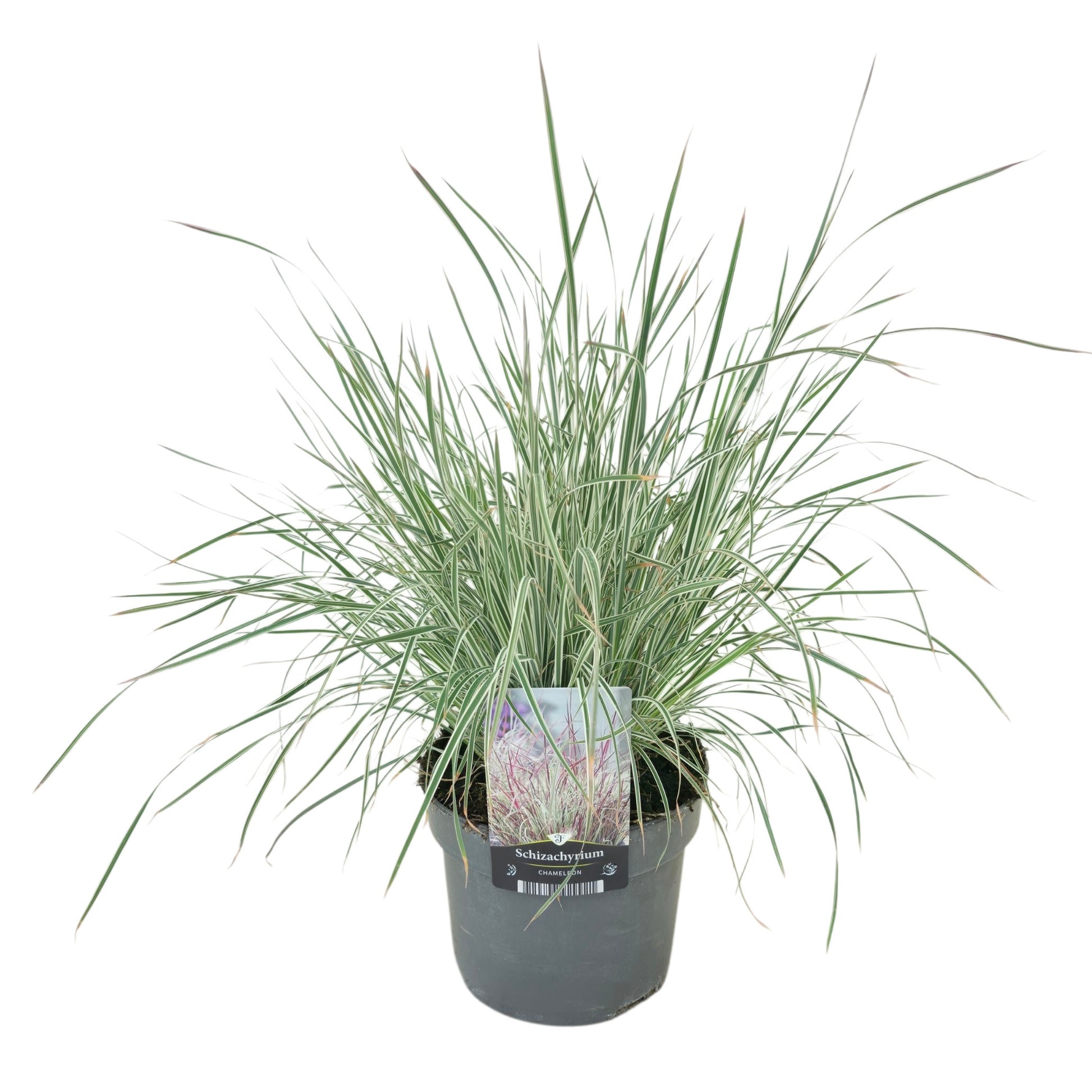 Schizachyrium Chameleon 40cm 17cm Pot