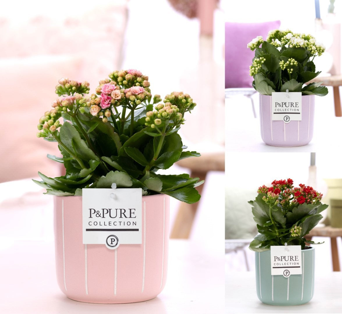 Pure Collection Kalanchoe Rosalina mix Pack of 5