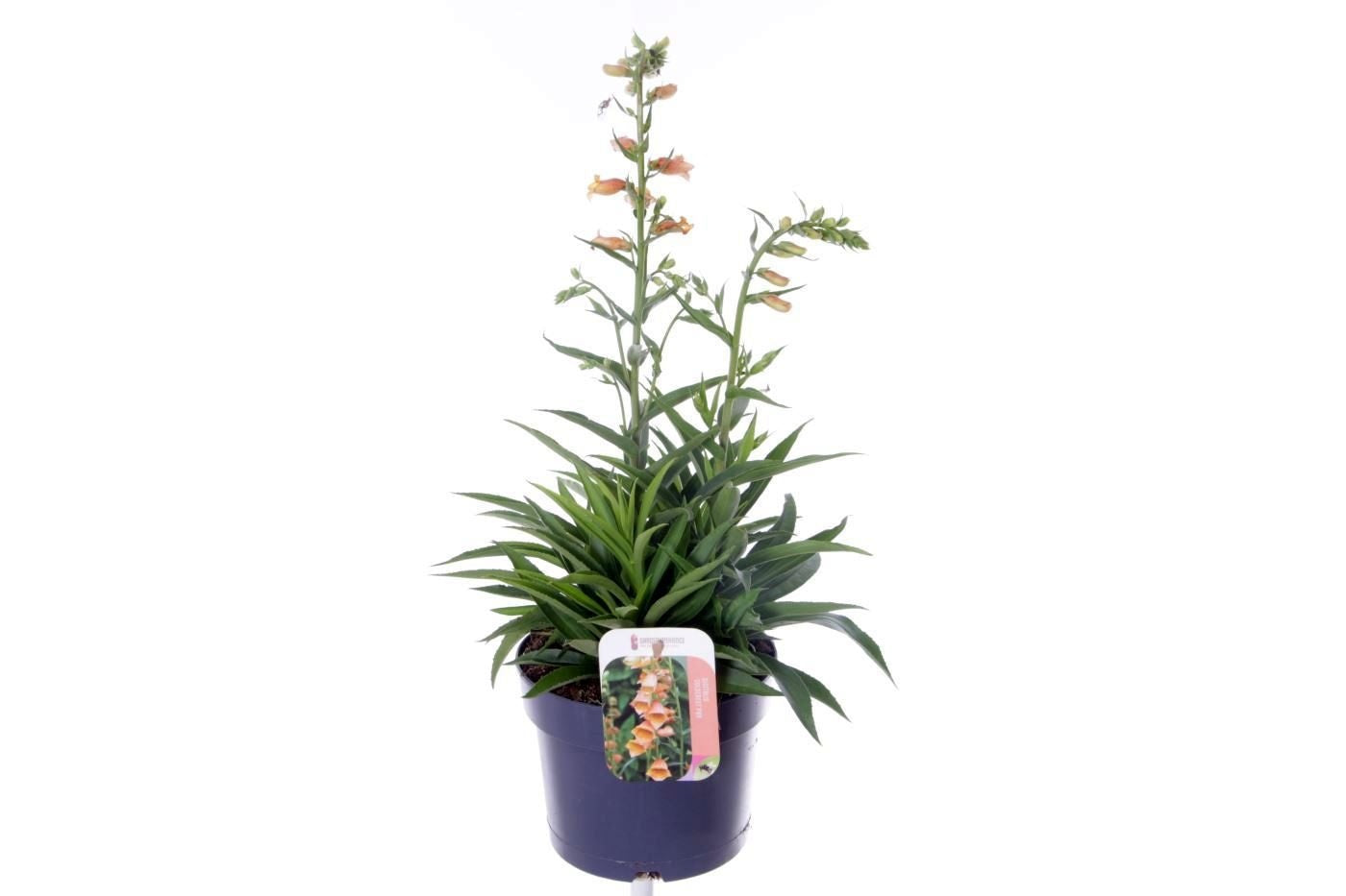 Digitalis purpurea 55cm 17cm Pot
