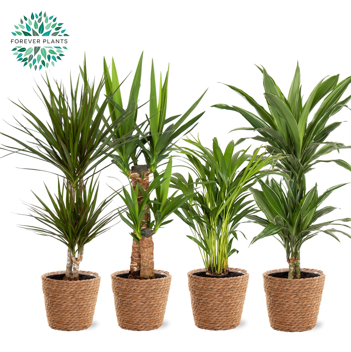 Foliage houseplants mix 70cm 17cm Pot