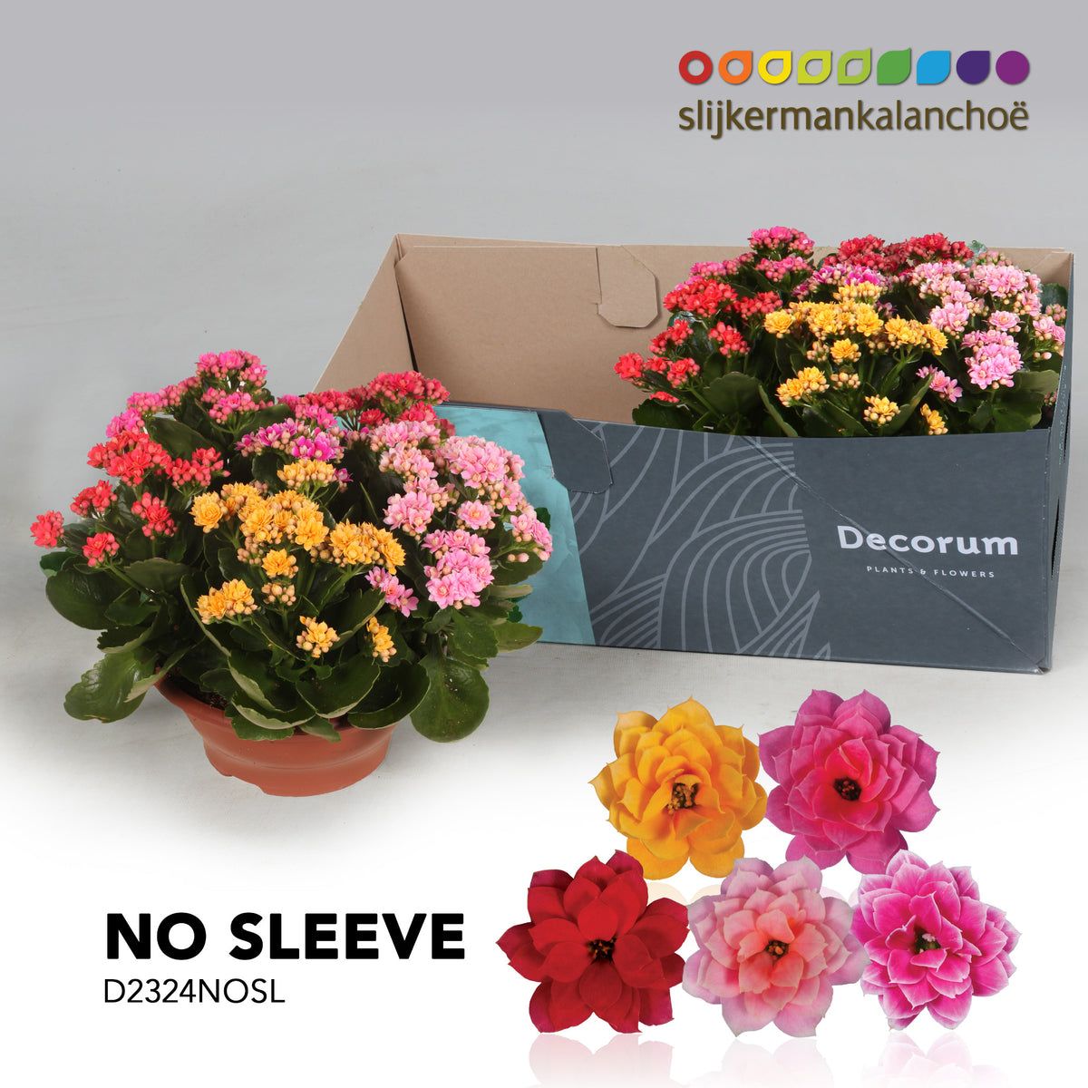 Kalanchoe carnaval 28cm 23cm Pot