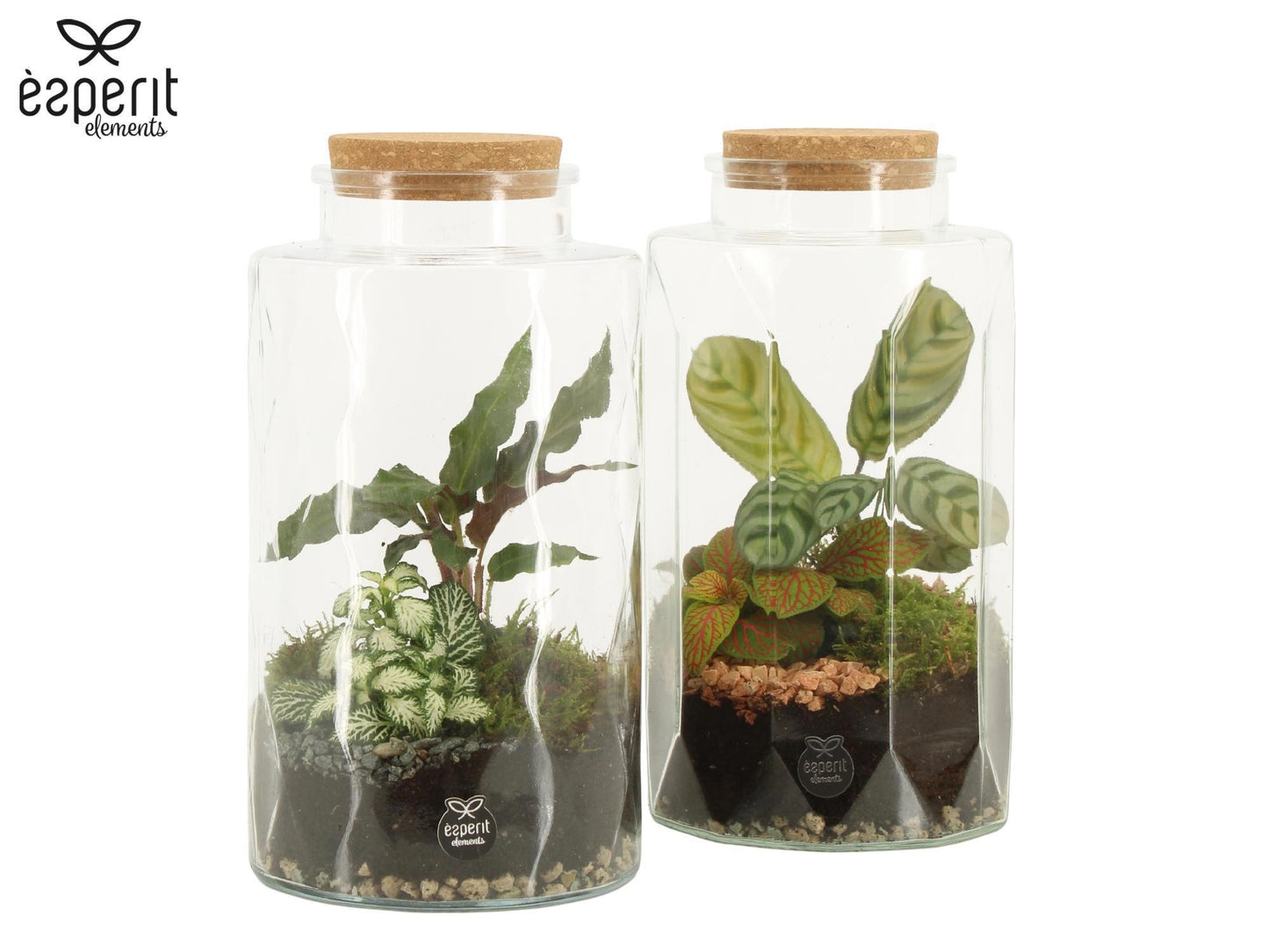 Esperit Elements Vof arr. Terrarium Pack of 4