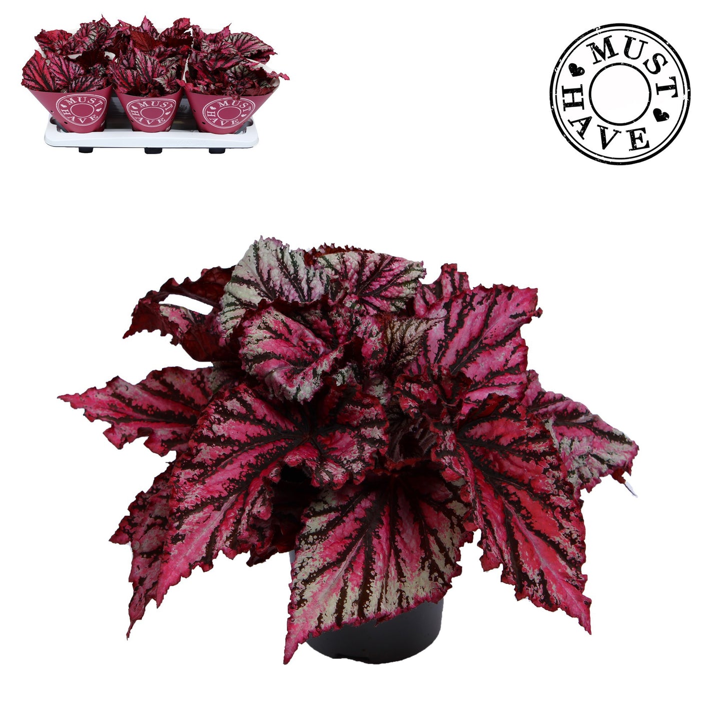 Begonia Magic Colours Lambada 25cm 13cm Pot
