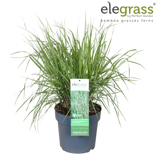 Panicum Heavy Metal 100cm 23cm Pot