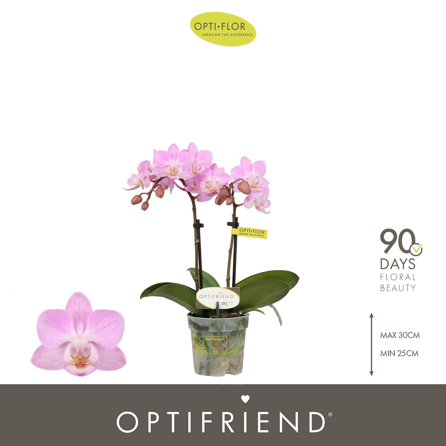 Phalaenopsis pink 25cm 7cm Pot