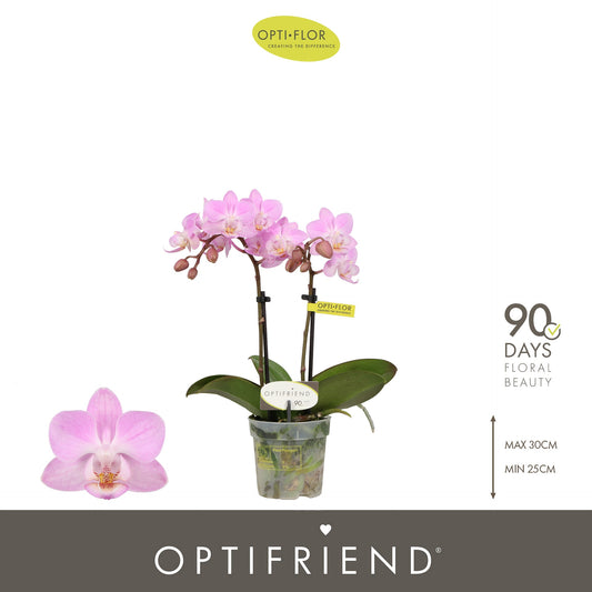 Phalaenopsis Optifriend Lieke 25cm 7cm Pot