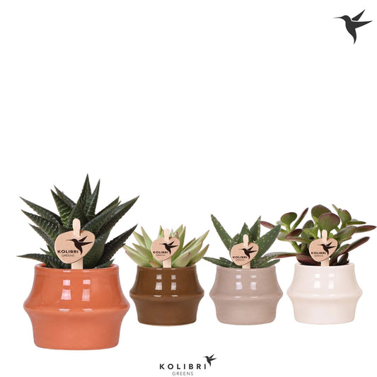 Succulent mix 13cm 6cm Pot