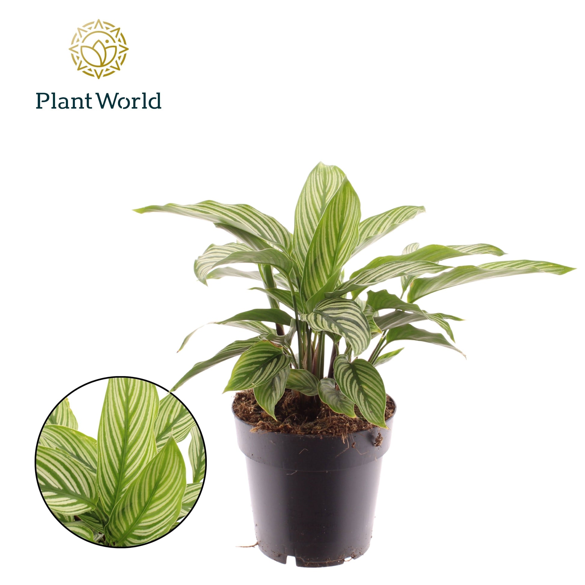 Calathea Hybrid 30cm 14cm Pot