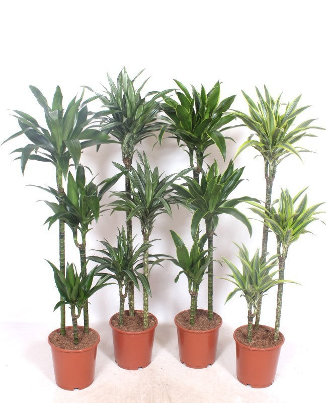 Dracaena fragrans mix 140cm 24cm Pot