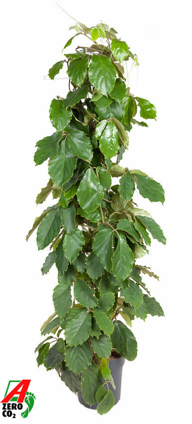 Tetrastigma voinierianum 150cm 27cm Pot