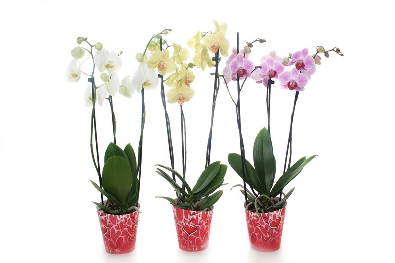 Phalaenopsis mix 55cm 12cm Pot