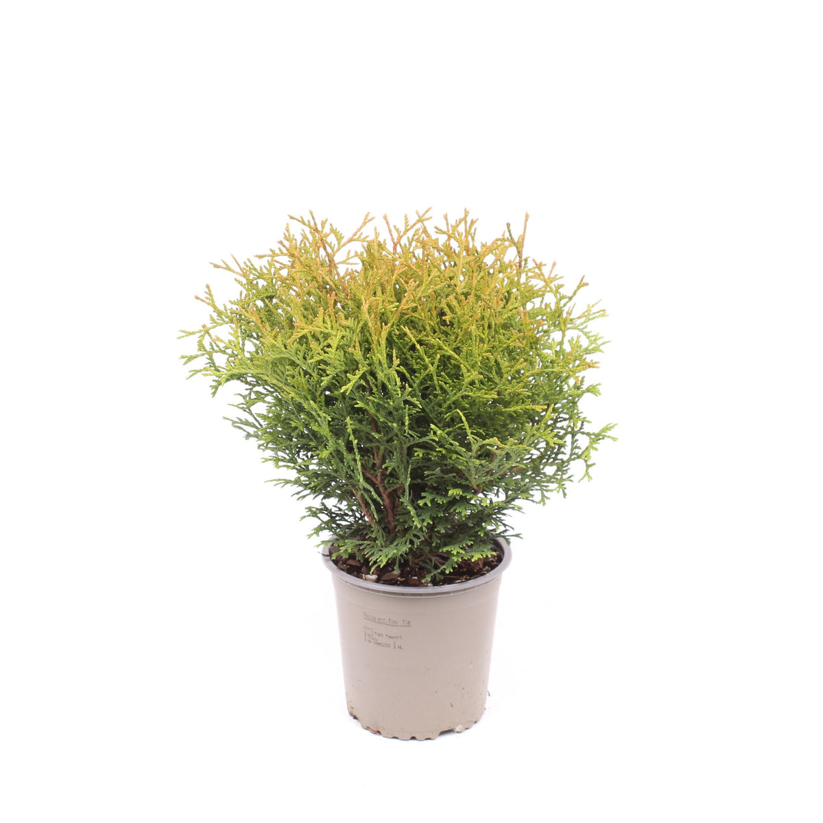 Vredebest, Kwekerij Thuja occidentalis Tiny Tim Pack of 8