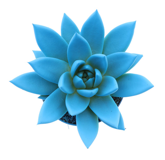 Euro Cactus Holland Bv Rainbow sky blue Pack of 12