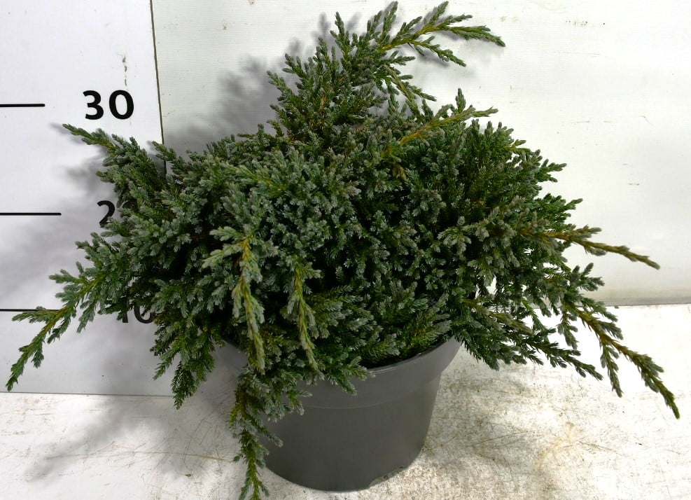 Bloemenkampen BV, Hkw. de Juniperus sq. Tropical Blue Pack of 1