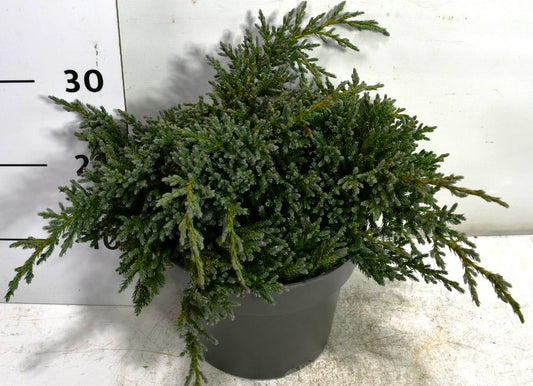 Bloemenkampen BV, Hkw. de Juniperus sq. Tropical Blue Pack of 1