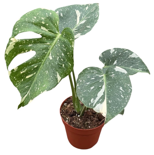 Monstera Thai Constellation 30cm 14cm Pot