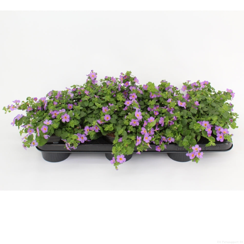 Sutera cor. Blue Showers 15cm 510cm Pot