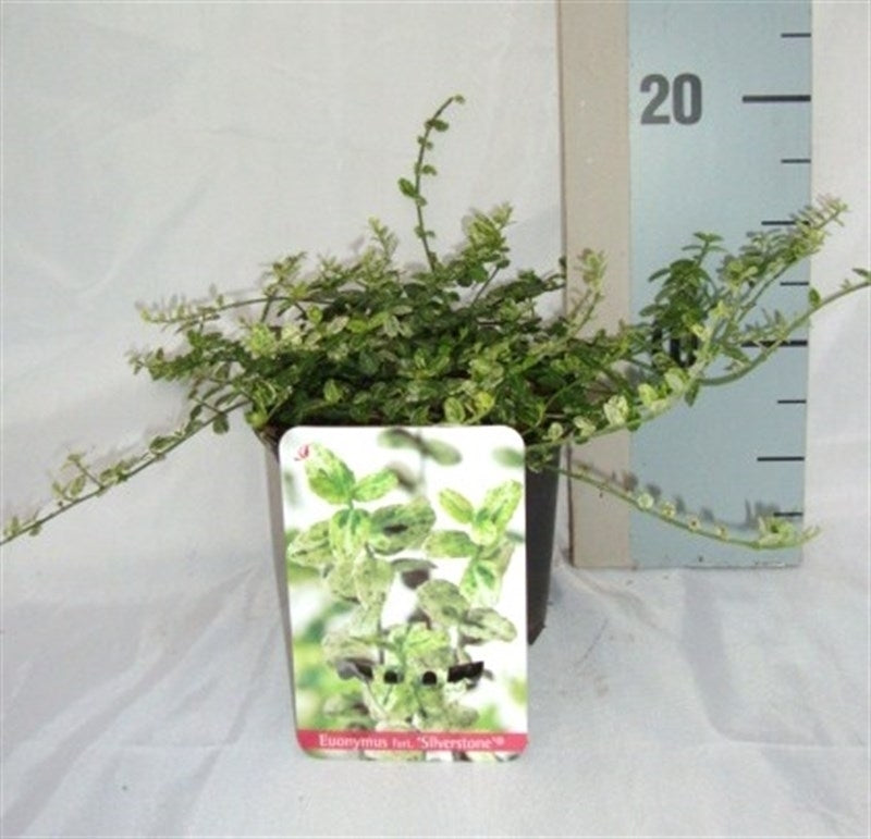 Roessel Tuinpl. VOF, B. v. Euonymus Silverstone Pack of 8