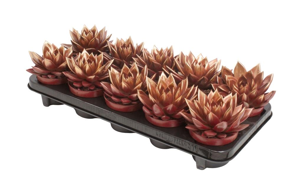 Echeveria colored red 13cm 10.5cm Pot