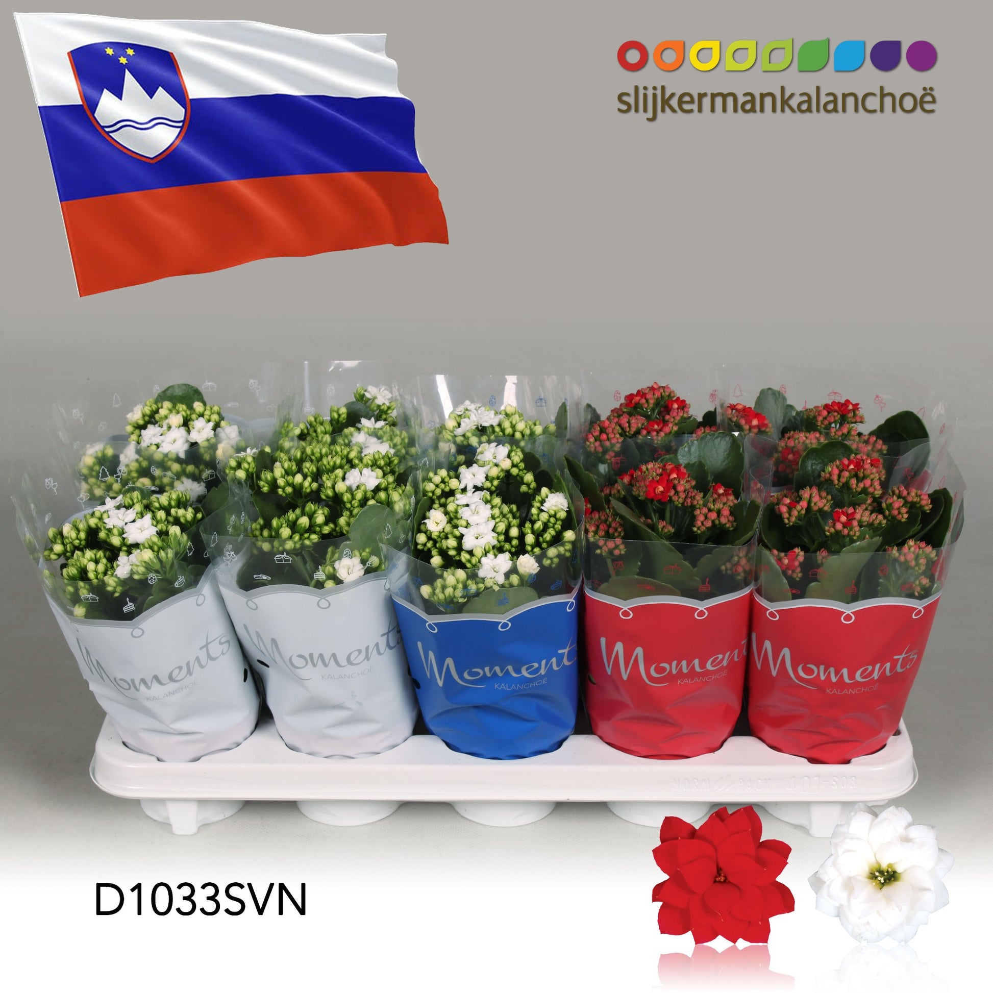 Kalanchoe mix 23cm 510cm Pot