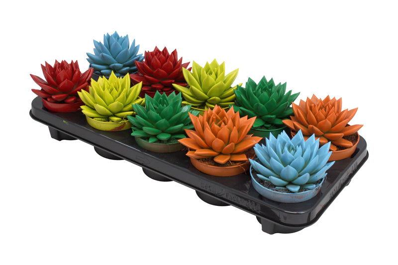 Amigo Plant VOF Echeveria colored mix Pack of 10