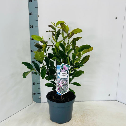 Magnolia loebneri Leonard Messel 70cm 23cm Pot