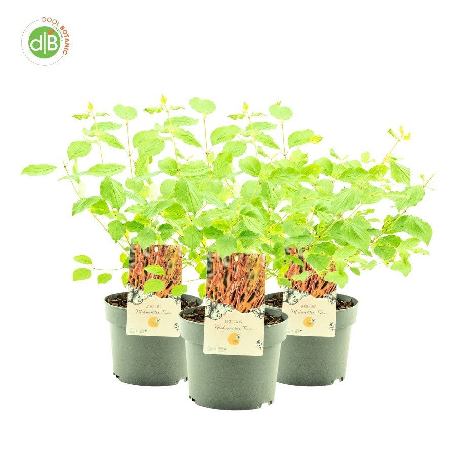 cornus-midwinter-fire-35cm-19cm-pot