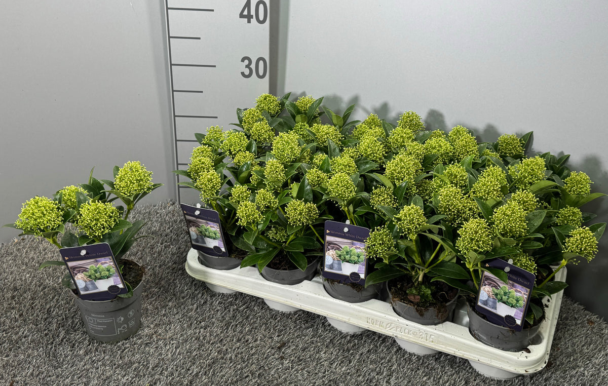 Skimmia japonica White Dwarf 25cm 10.5cm Pot