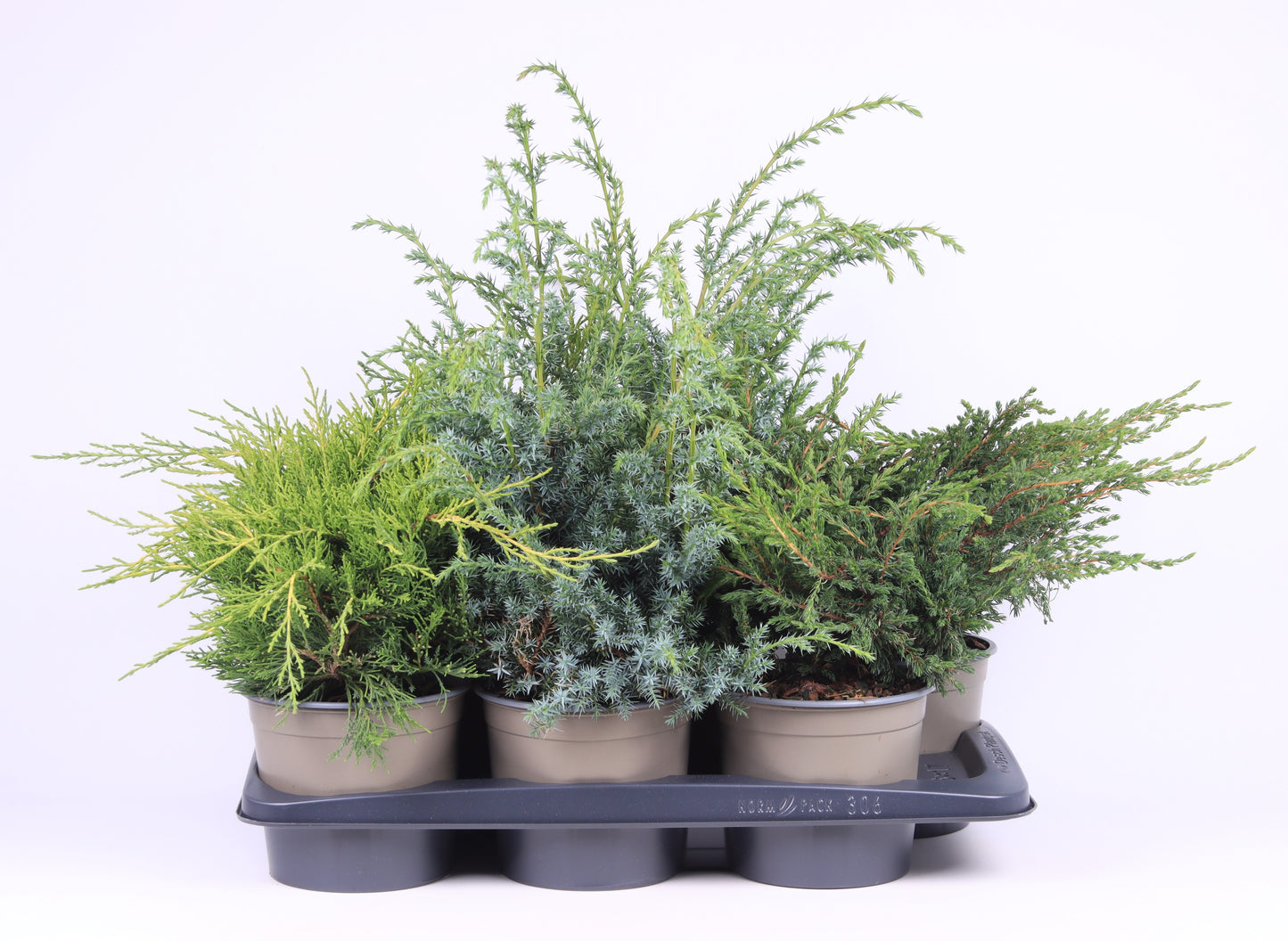 Juniperus mix 30cm 17cm Pot
