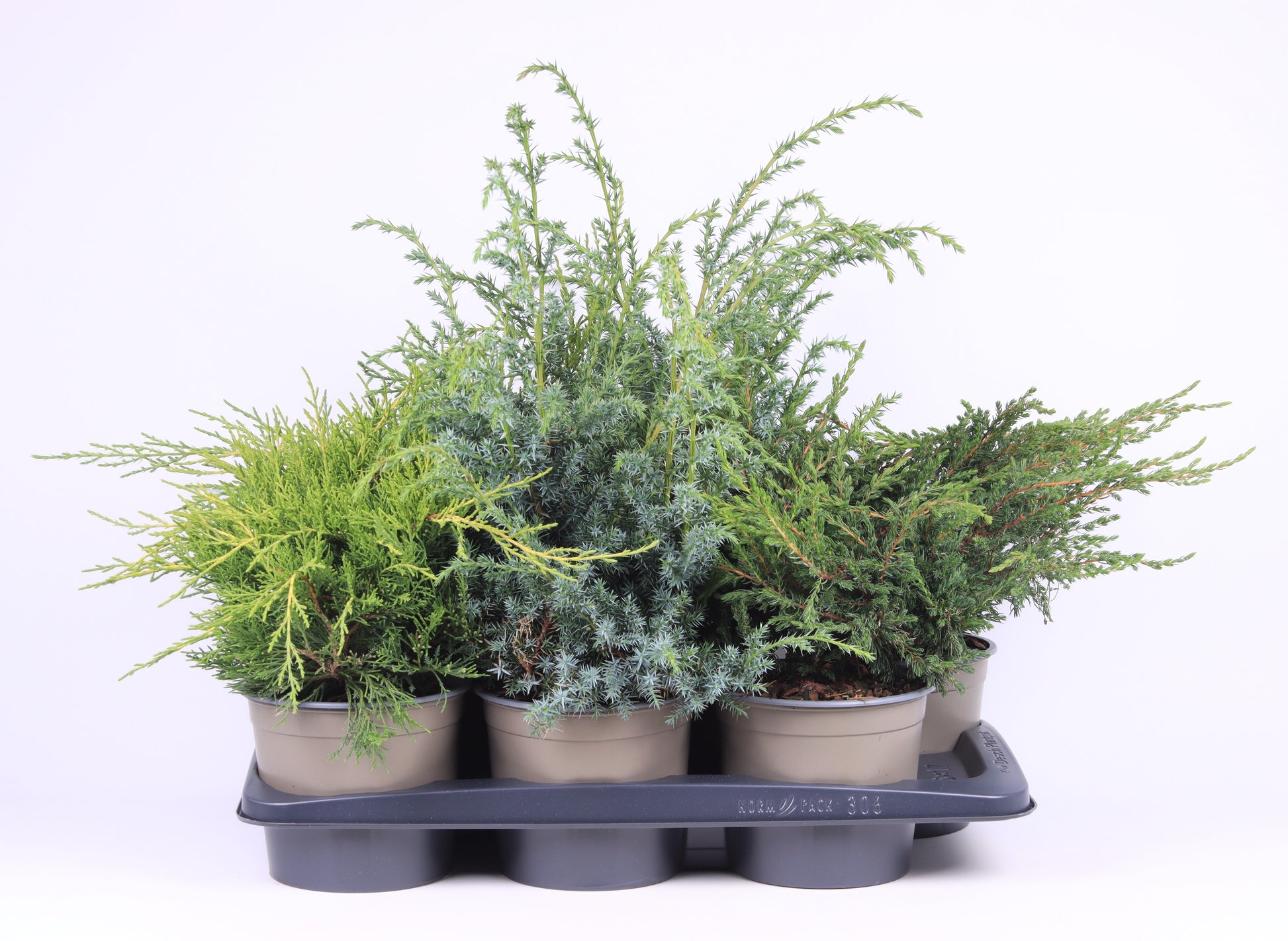 Juniperus mix 30cm 17cm Pot