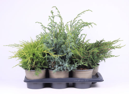 Juniperus mix 30cm 17cm Pot