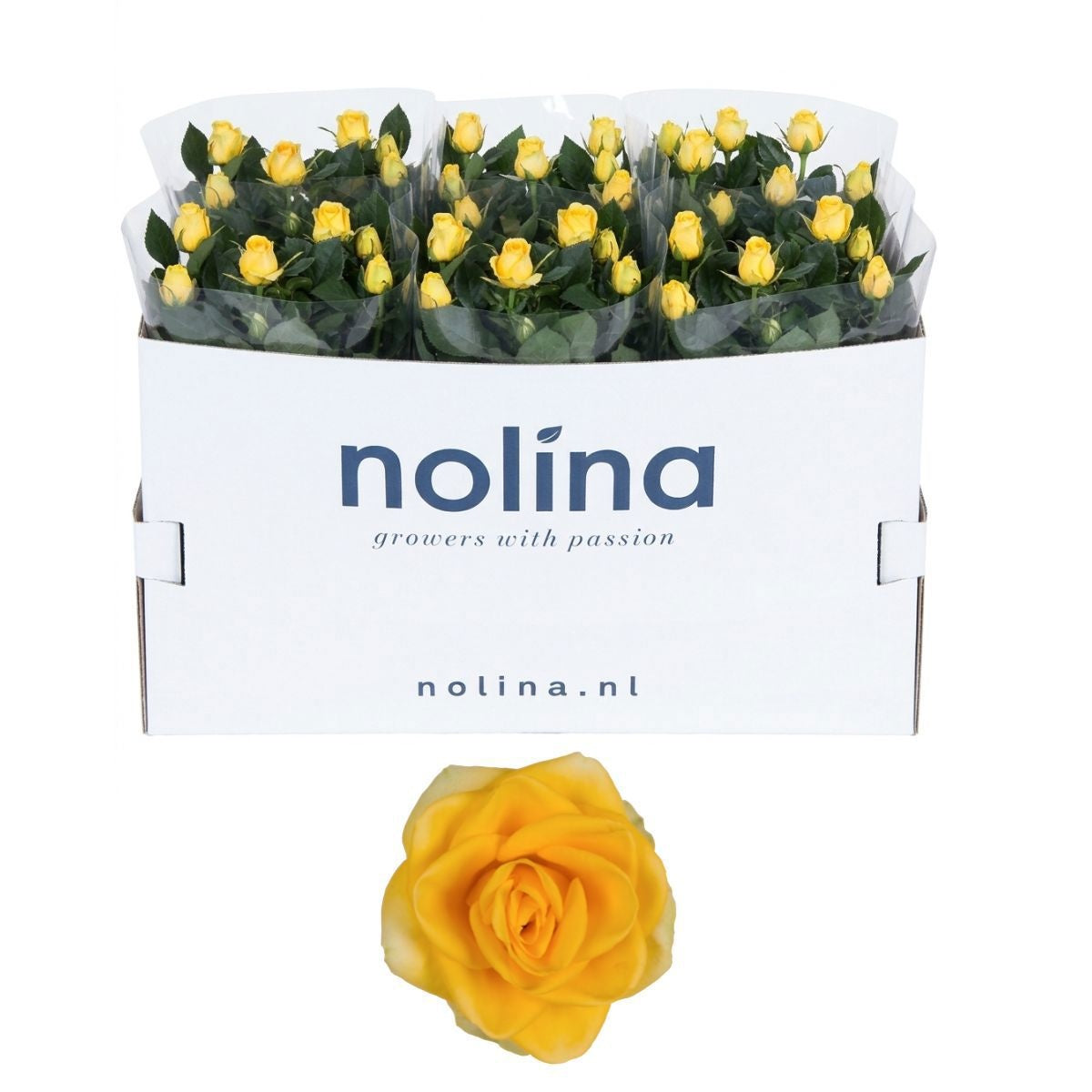Rosa yellow 36cm 13cm Pot