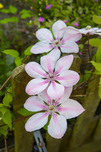 Clematis jac. Jan Pawel II 65cm 15cm Pot