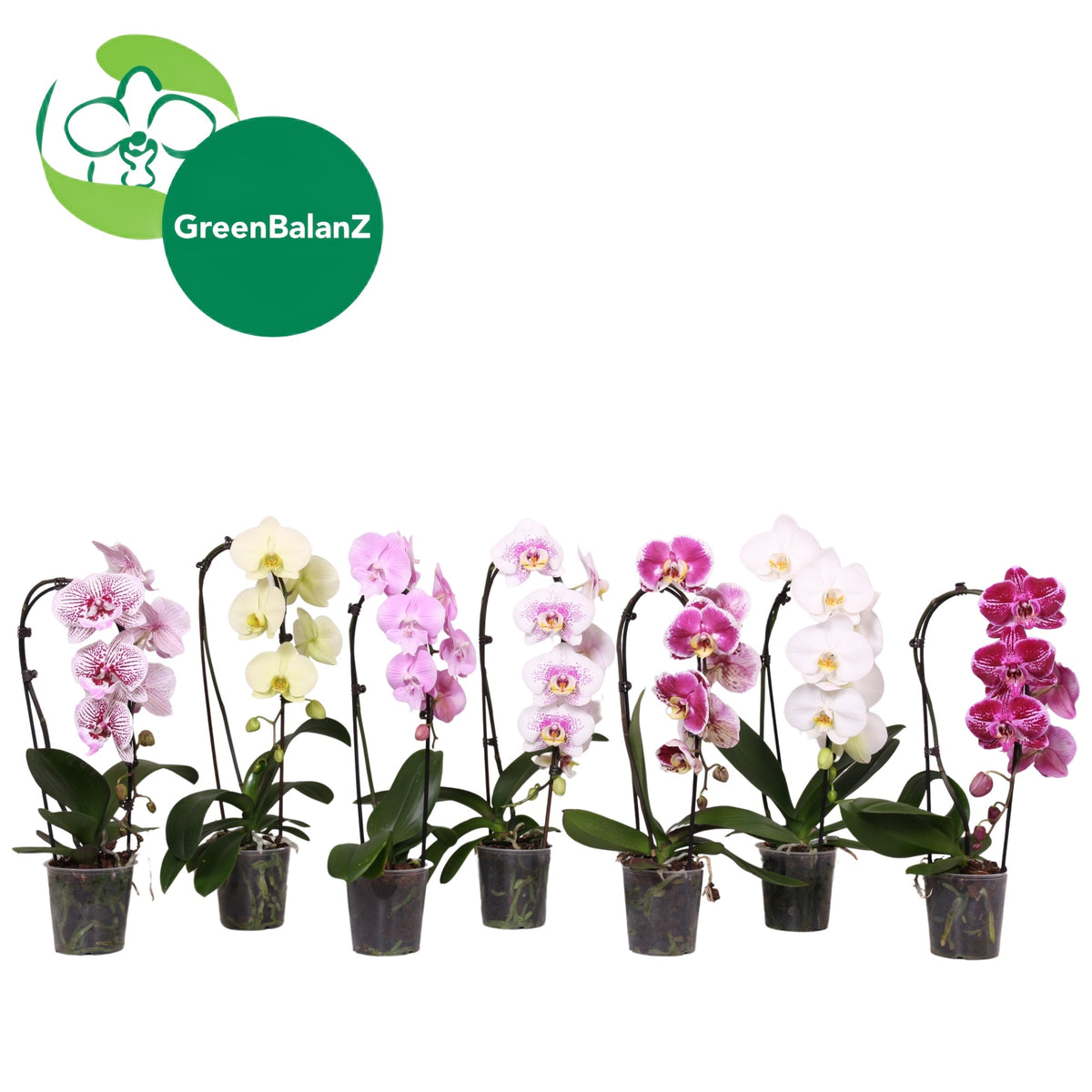 Phalaenopsis Elegant cascade 50cm 12cm Pot