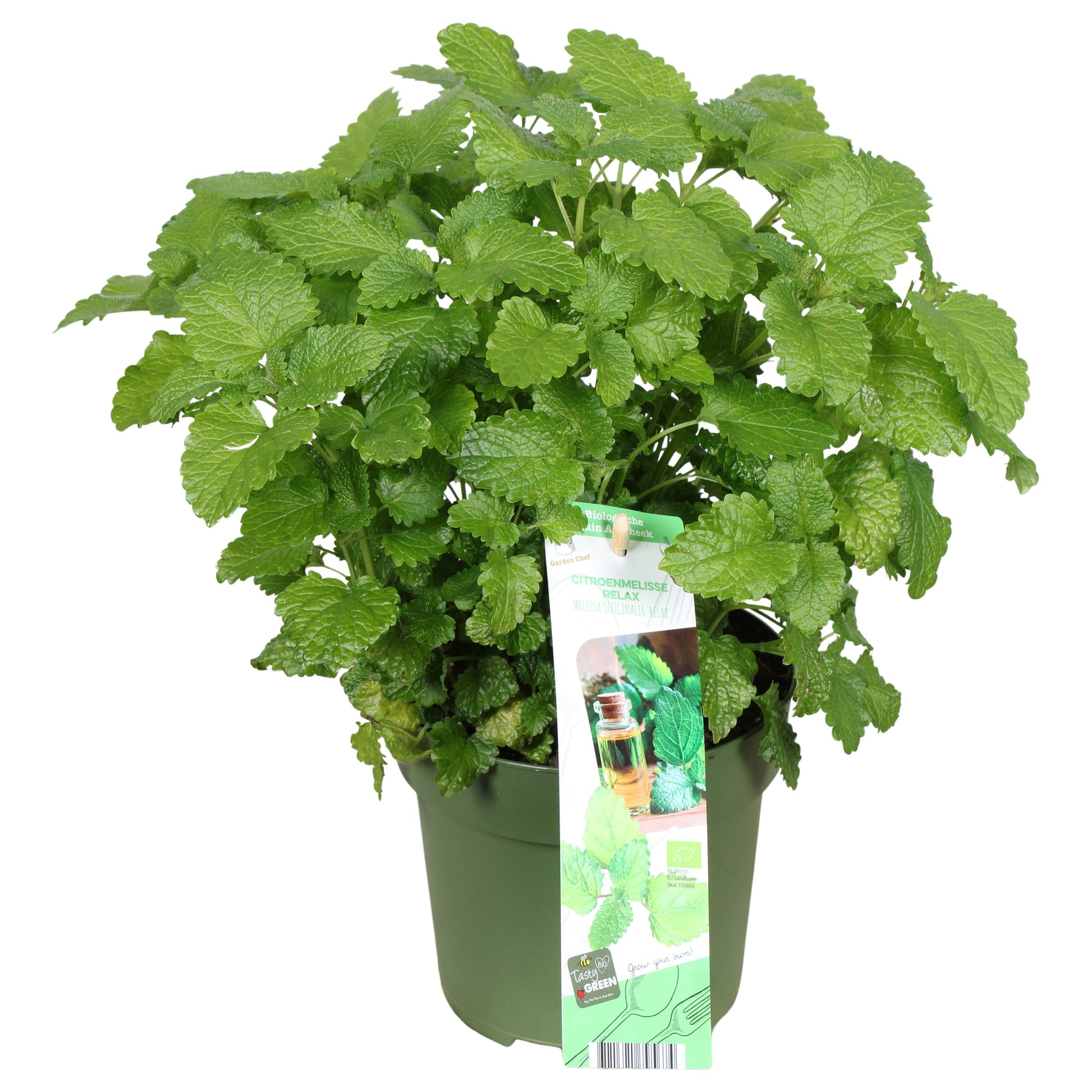 Melissa officinalis (Lemon balm) 30cm 14cm Pot